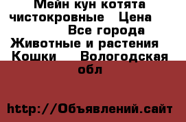 Мейн-кун котята чистокровные › Цена ­ 25 000 - Все города Животные и растения » Кошки   . Вологодская обл.